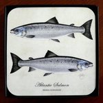 Mayfly Art Atlantic Salmon Coaster - Individual